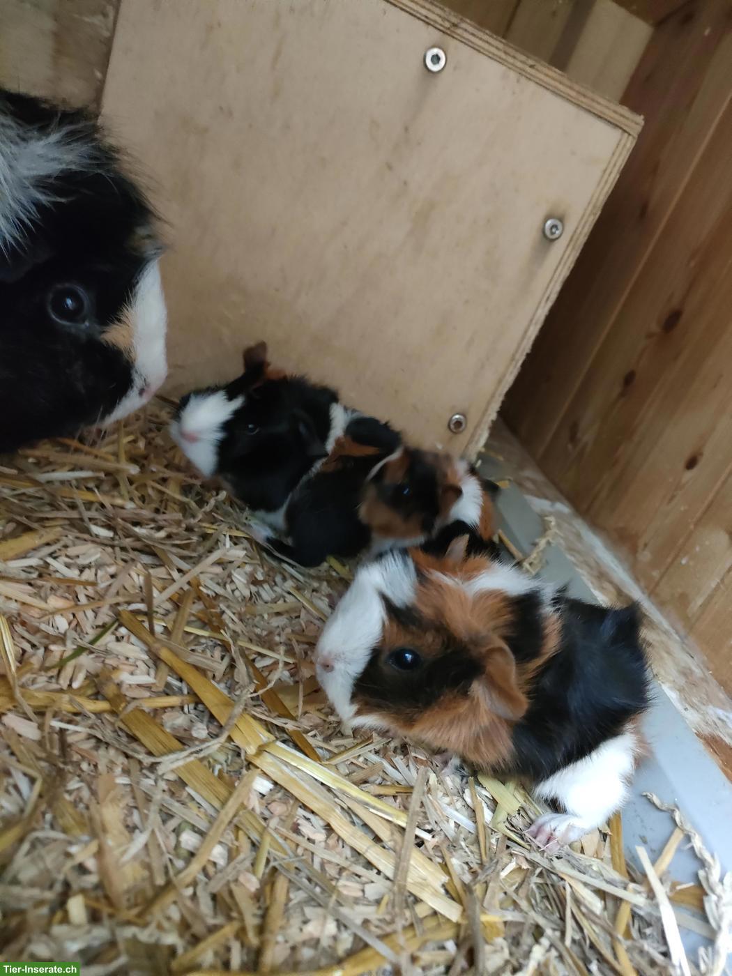 5 Meerschweinchen Babys abzugeben
