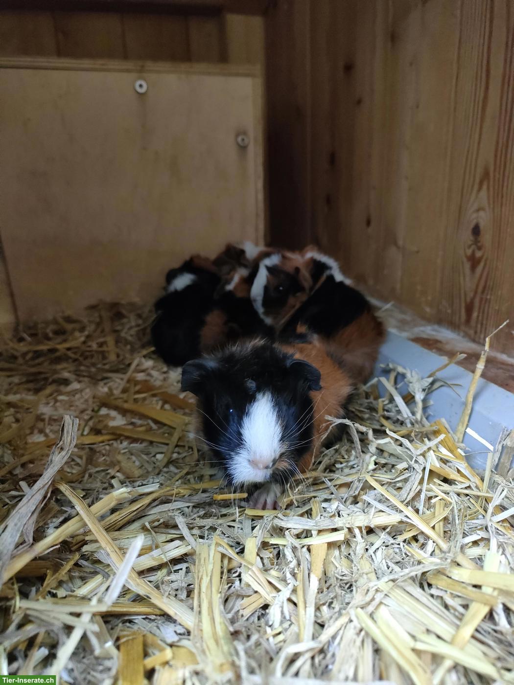 Bild 2: 5 Meerschweinchen Babys abzugeben