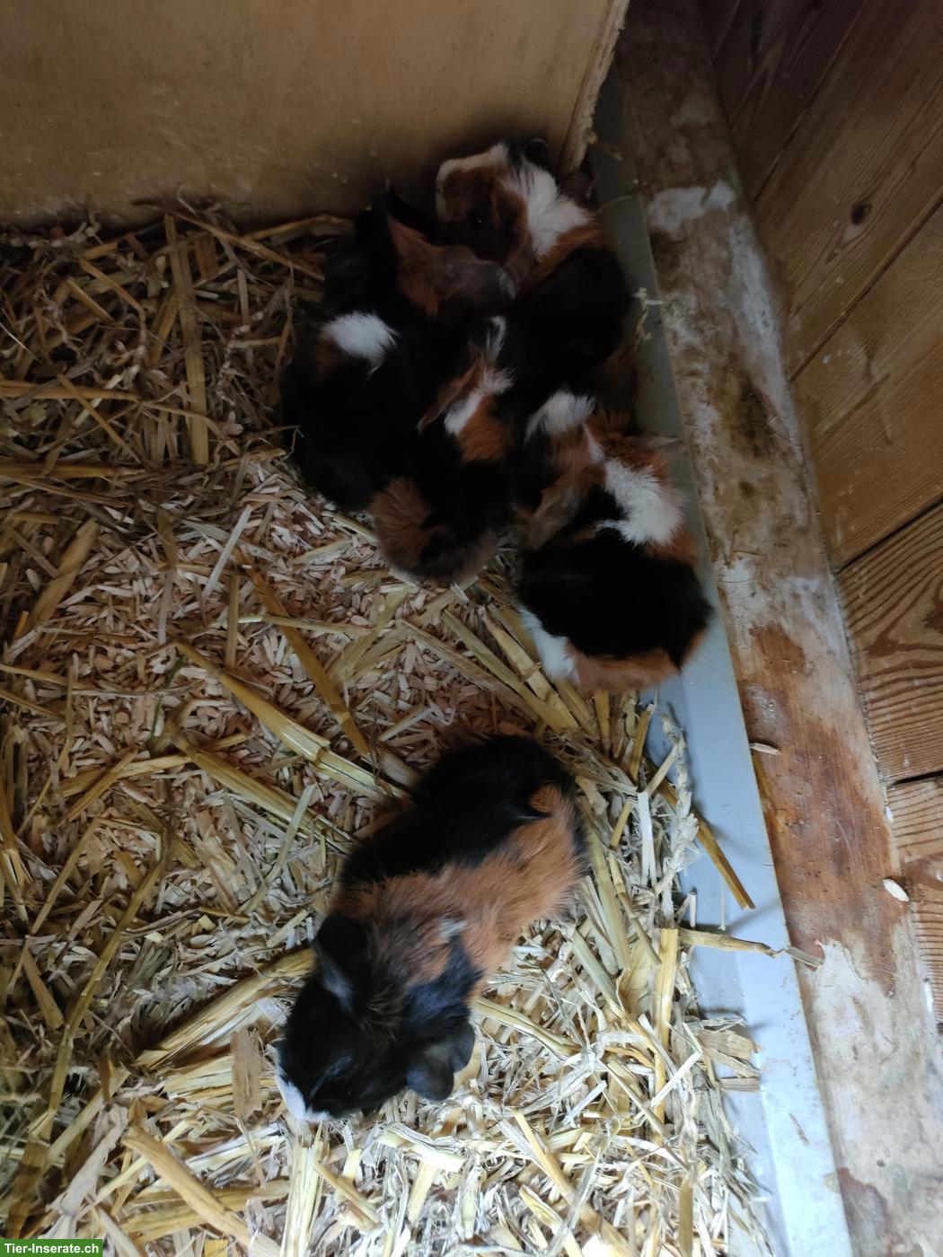 Bild 3: 5 Meerschweinchen Babys abzugeben