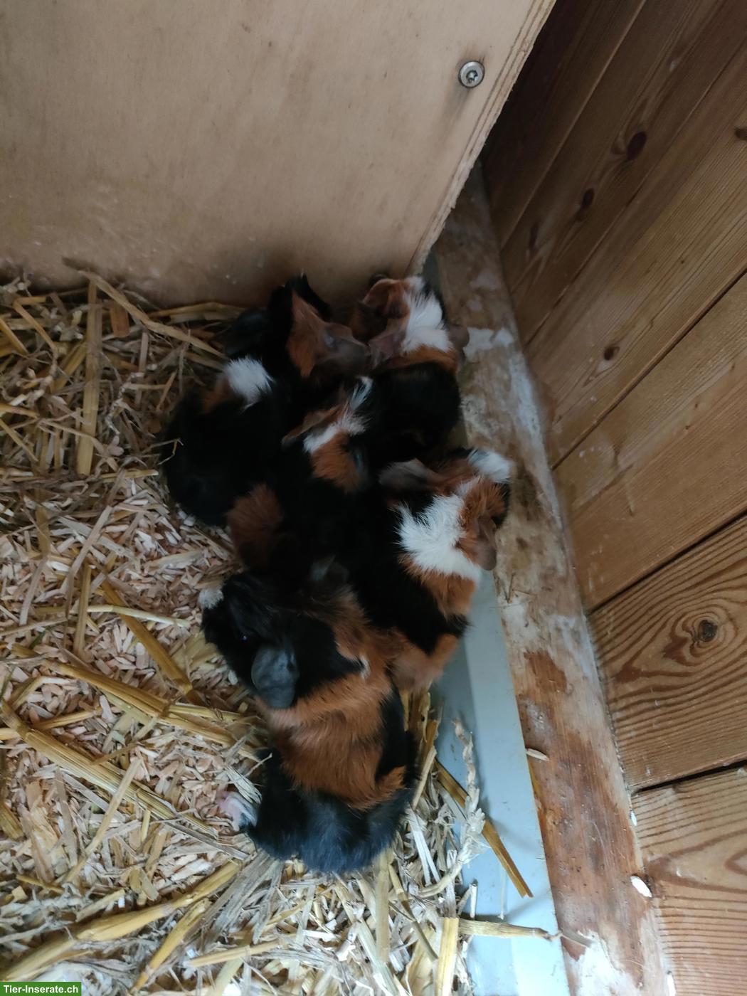 Bild 4: 5 Meerschweinchen Babys abzugeben