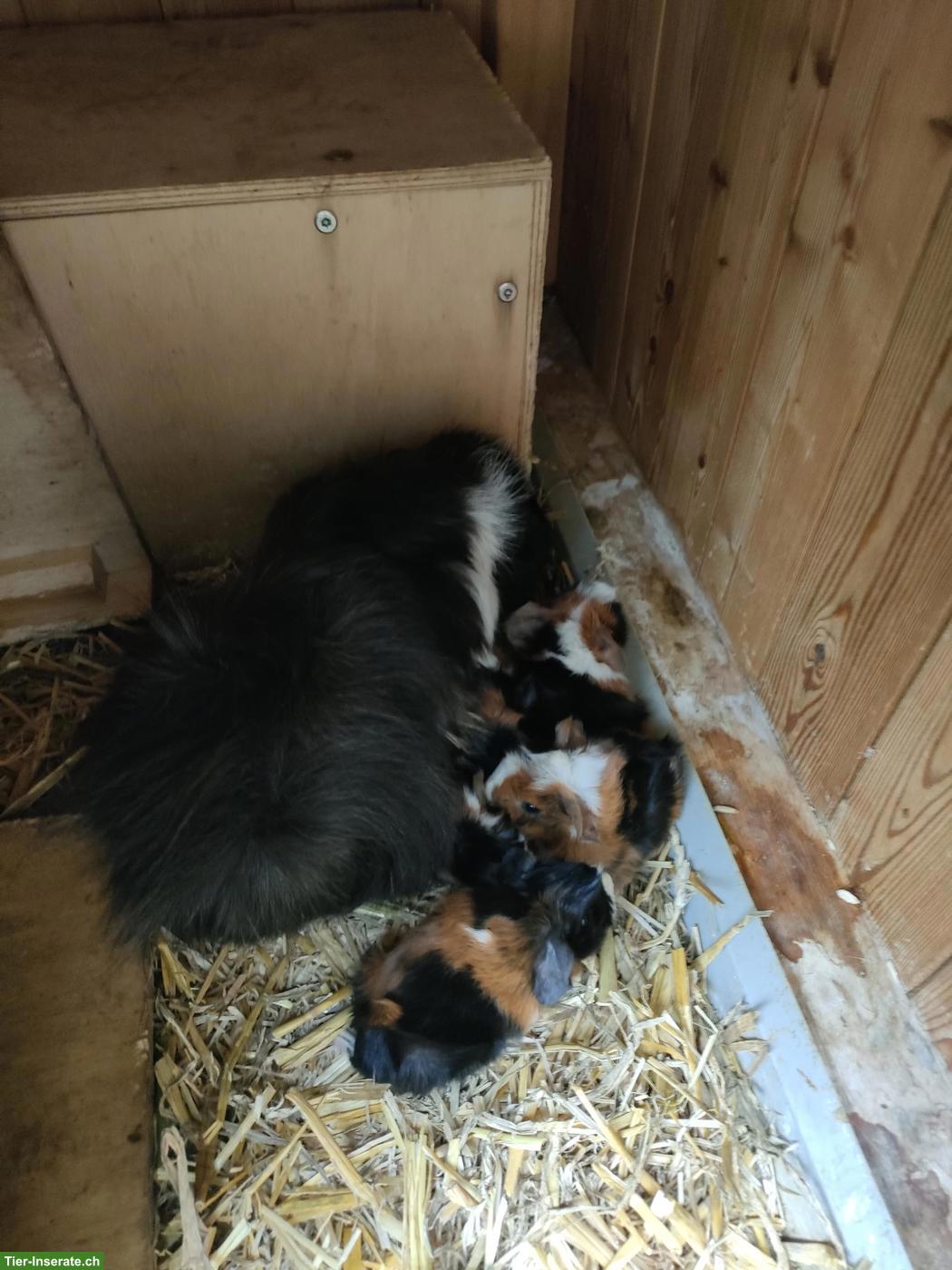 Bild 5: 5 Meerschweinchen Babys abzugeben