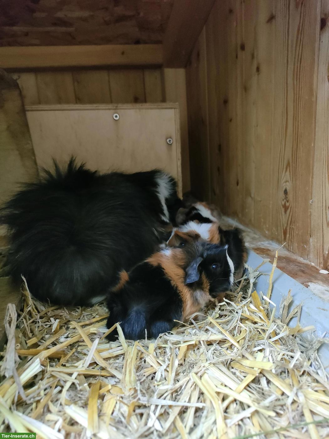 Bild 6: 5 Meerschweinchen Babys abzugeben