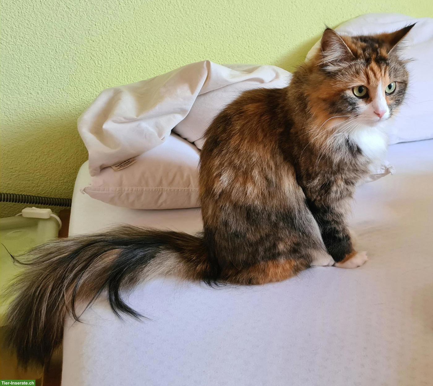 Kater gesucht zum Decken unserer Kätzin