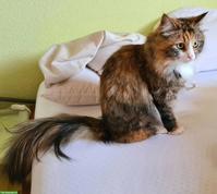 Kater gesucht zum Decken unserer Kätzin