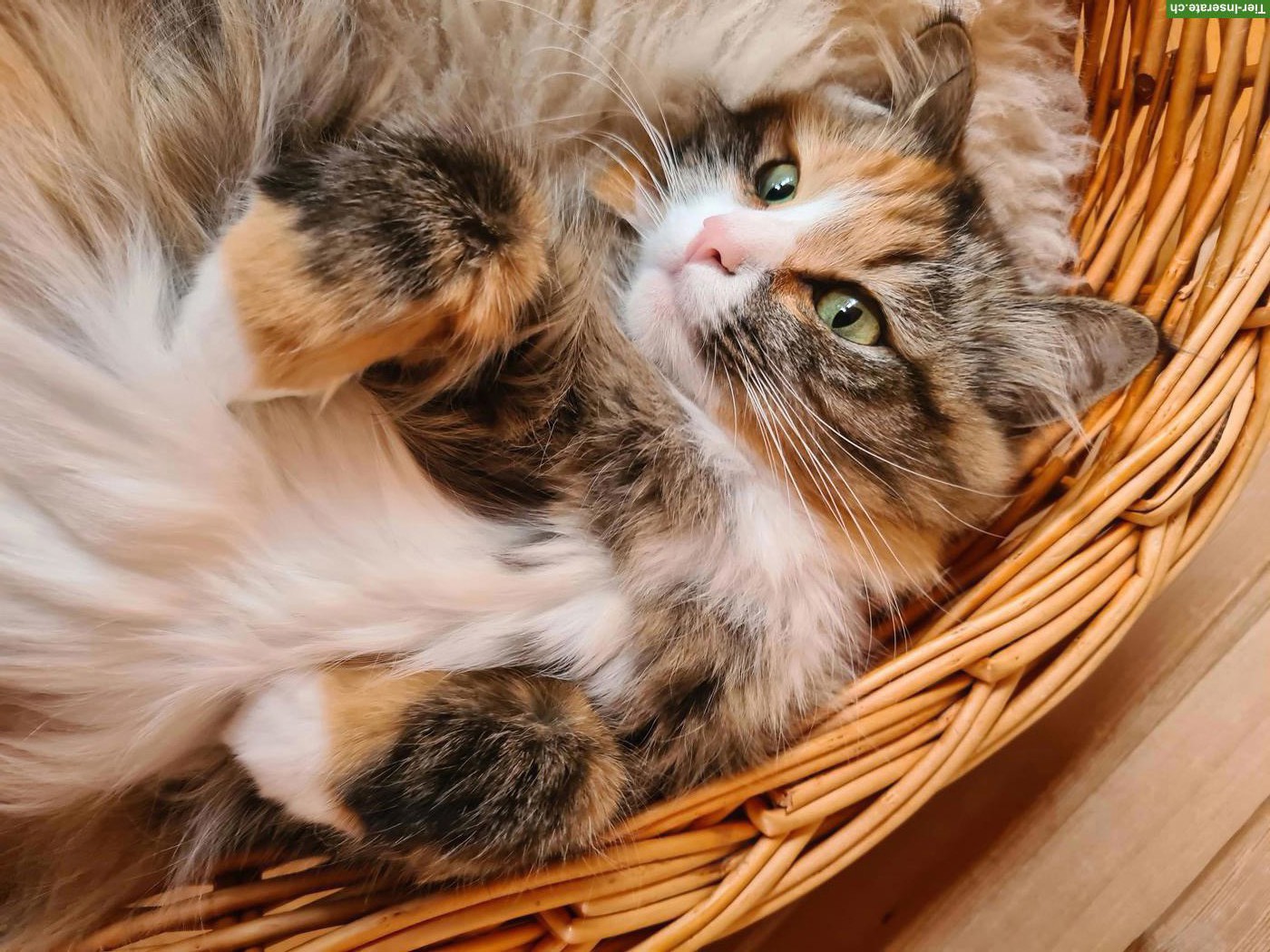 Bild 2: Kater gesucht zum Decken unserer Kätzin