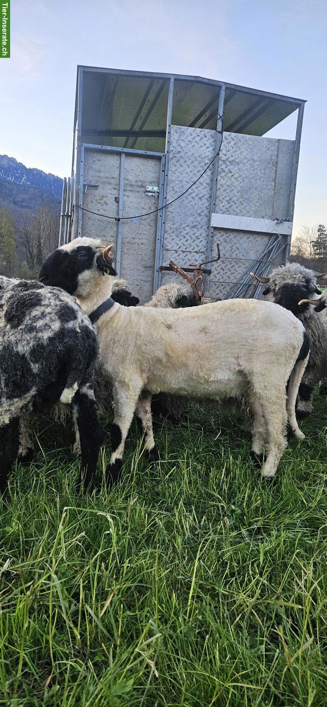 Walliser Schwarznasenschaf, auf Wunsch gedeckt
