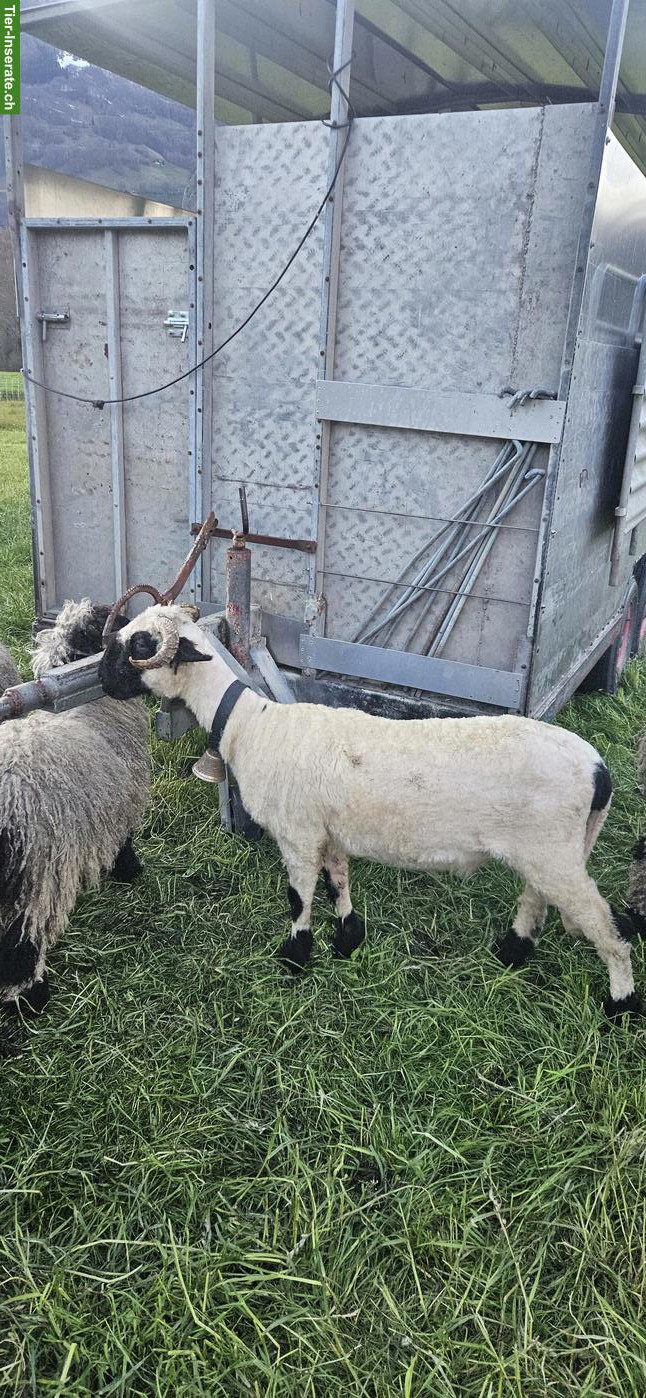 Bild 2: Walliser Schwarznasenschaf, auf Wunsch gedeckt