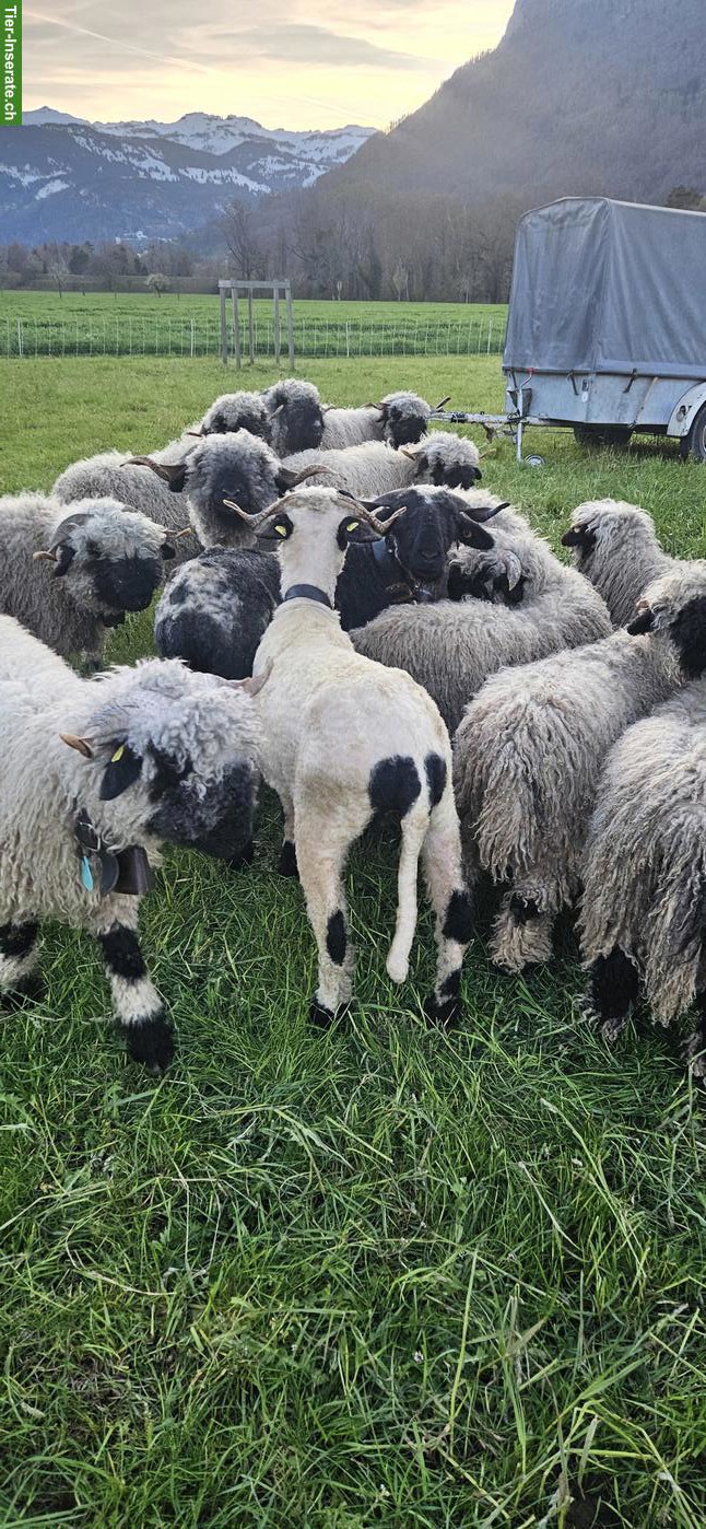Bild 3: Walliser Schwarznasenschaf, auf Wunsch gedeckt