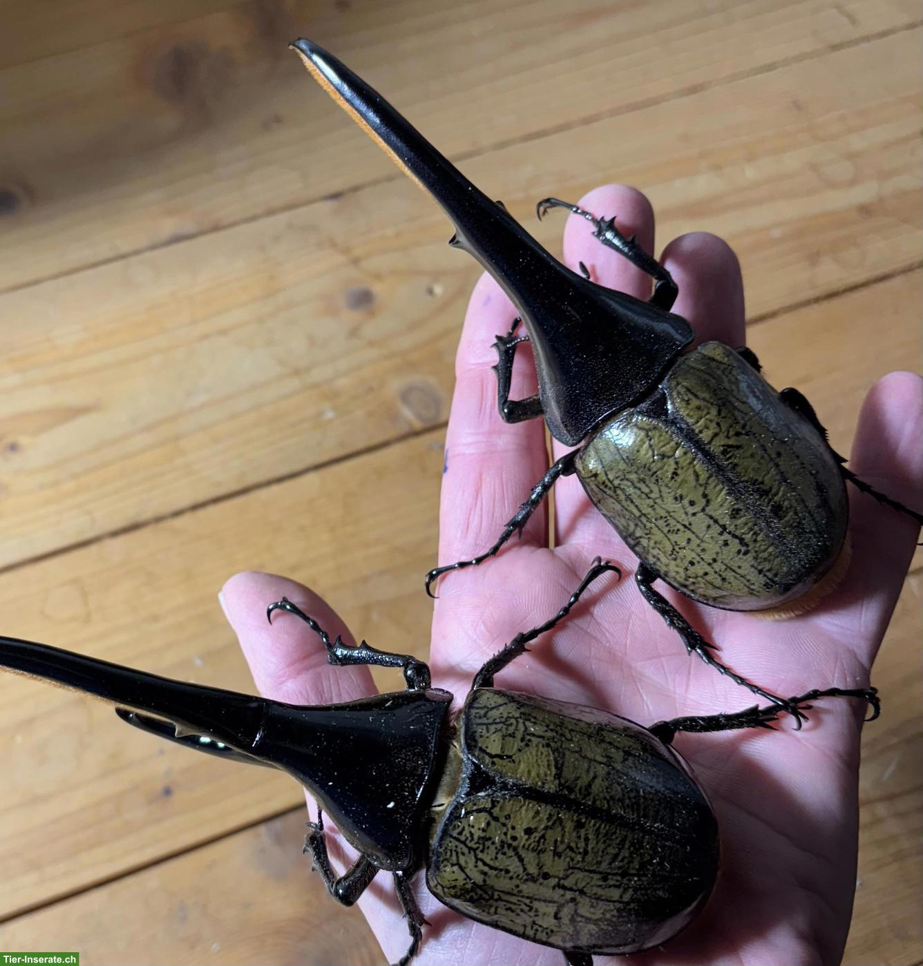 Käfer-Larven und Käfer abzugeben