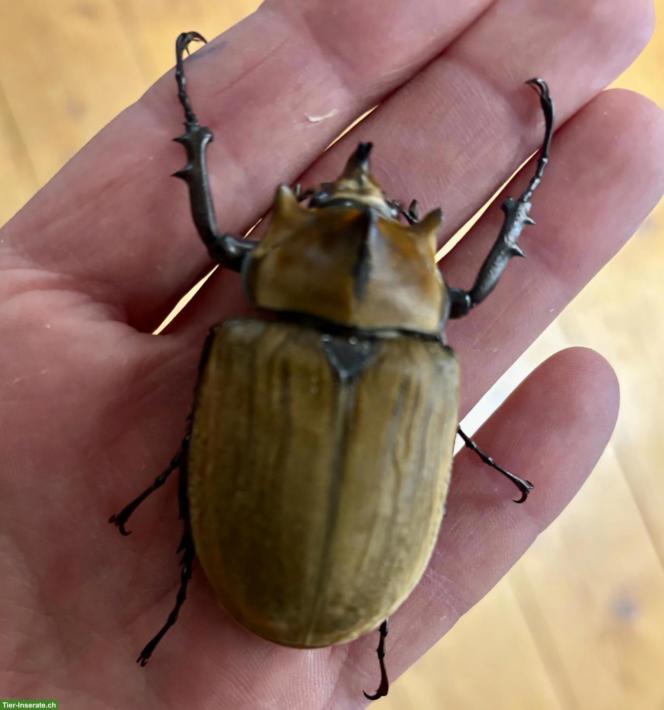 Bild 2: Käfer-Larven und Käfer abzugeben