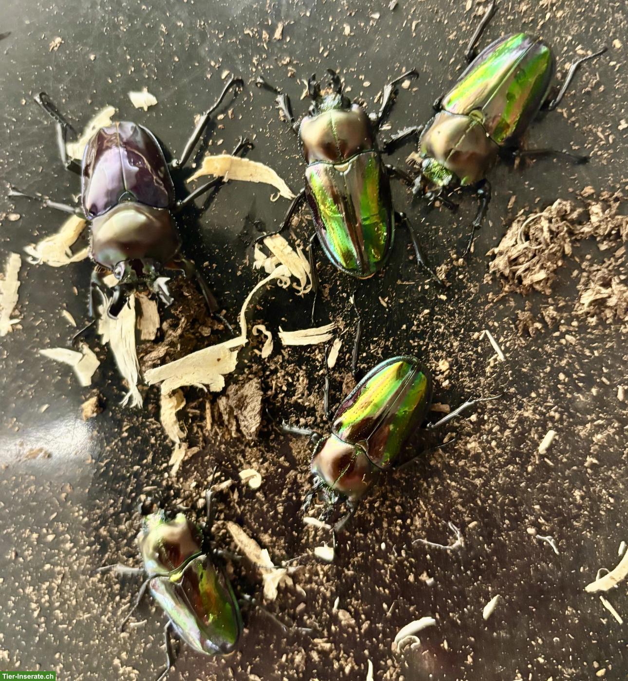 Bild 3: Käfer-Larven und Käfer abzugeben