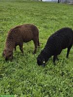 2 sehr schöne Engadinerschaf Auen