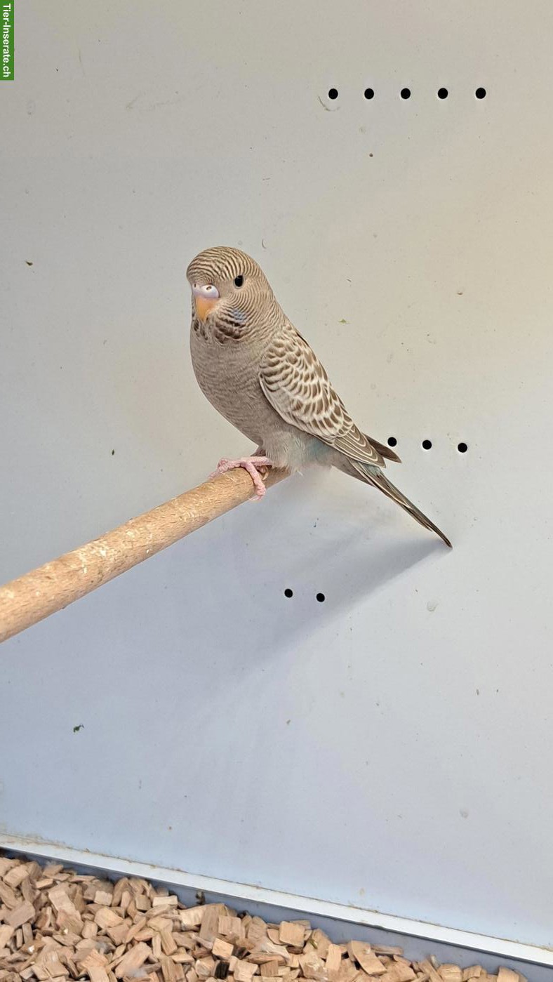 Blackface Wellensittiche suchen artgerechtes Zuhause