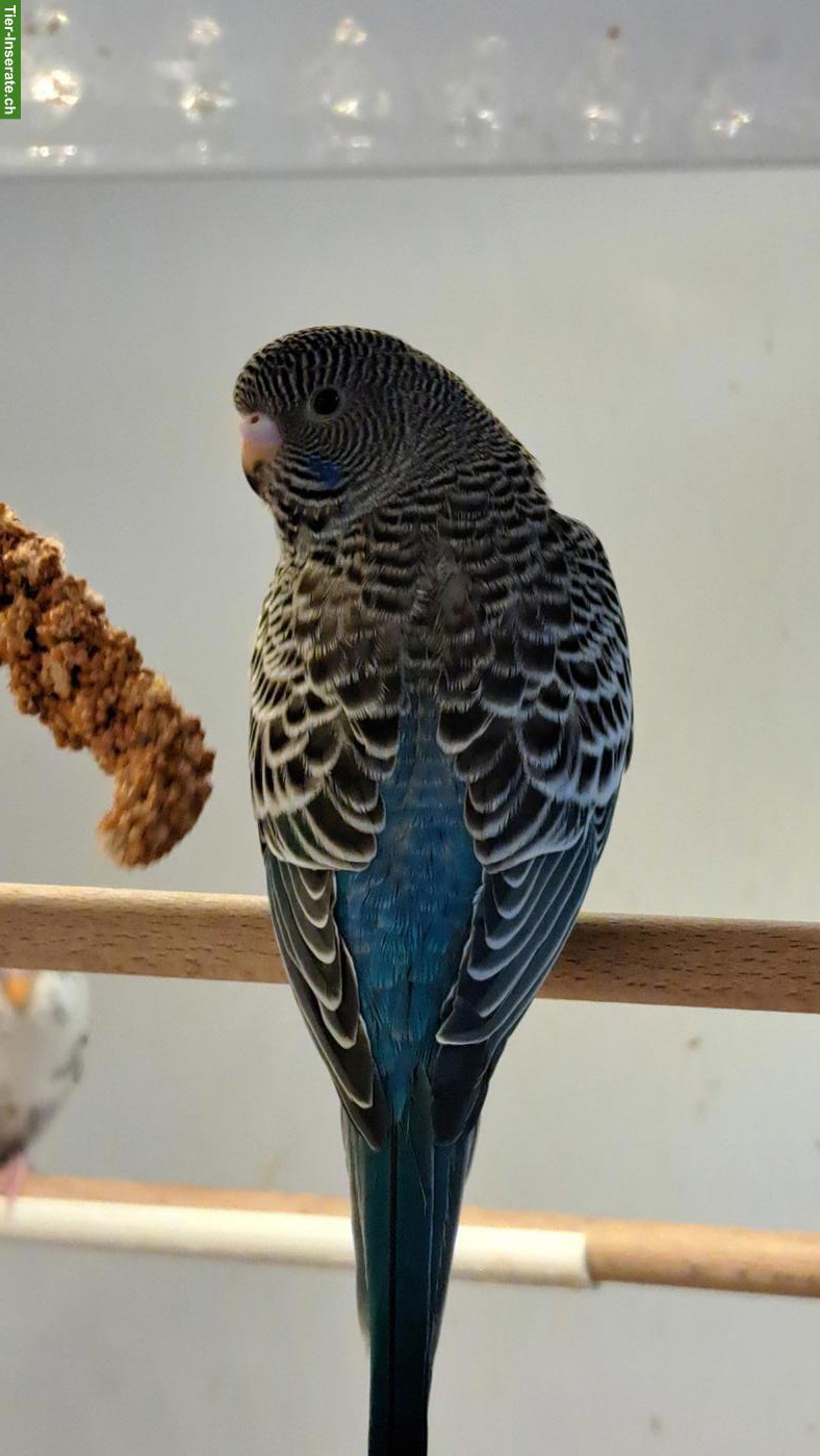 Bild 2: Blackface Wellensittiche suchen artgerechtes Zuhause