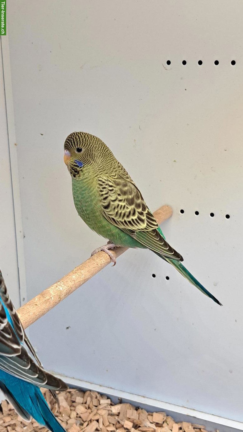 Bild 3: Blackface Wellensittiche suchen artgerechtes Zuhause