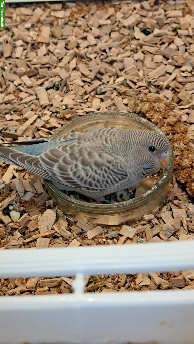 Bild 4: Blackface Wellensittiche suchen artgerechtes Zuhause