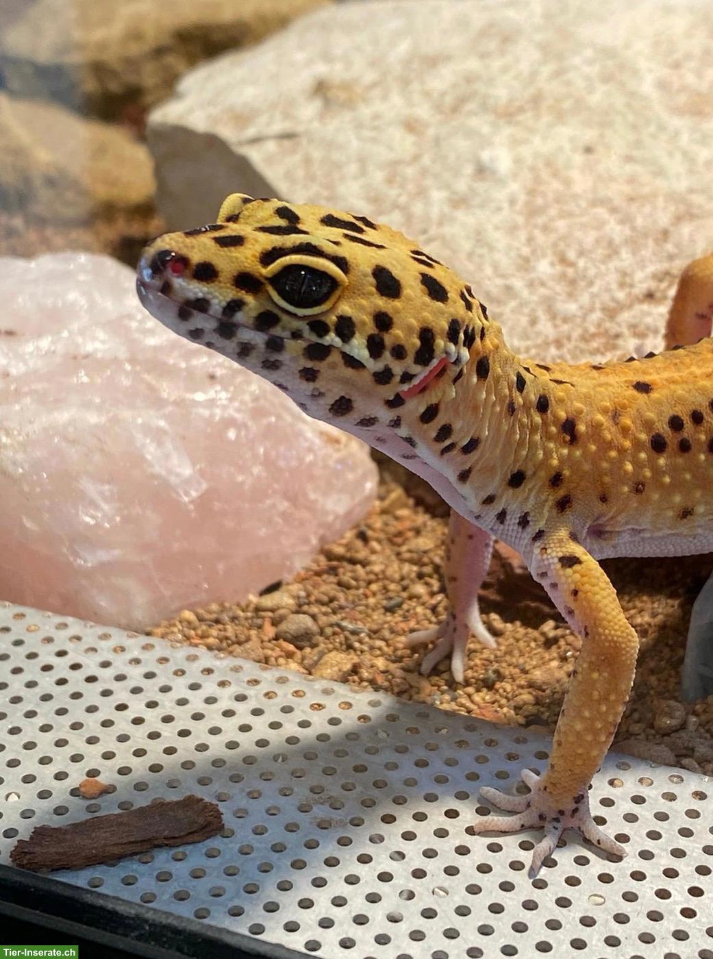 2 Leopardgecko Weibchen mit komplettem Terrarium
