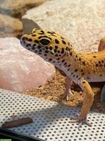 2 Leopardgeckos (Weibchen) mit komplettem Terrarium
