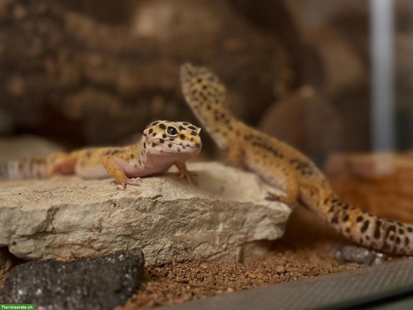 Bild 2: 2 Leopardgecko Weibchen mit komplettem Terrarium