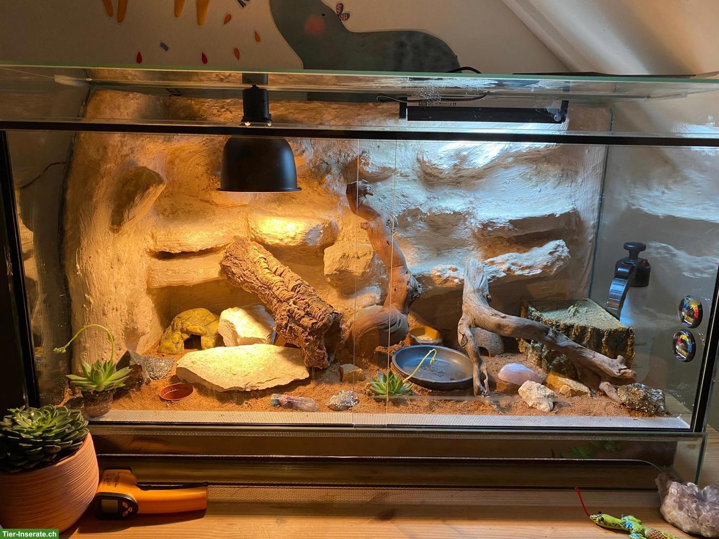 Bild 3: 2 Leopardgecko Weibchen mit komplettem Terrarium