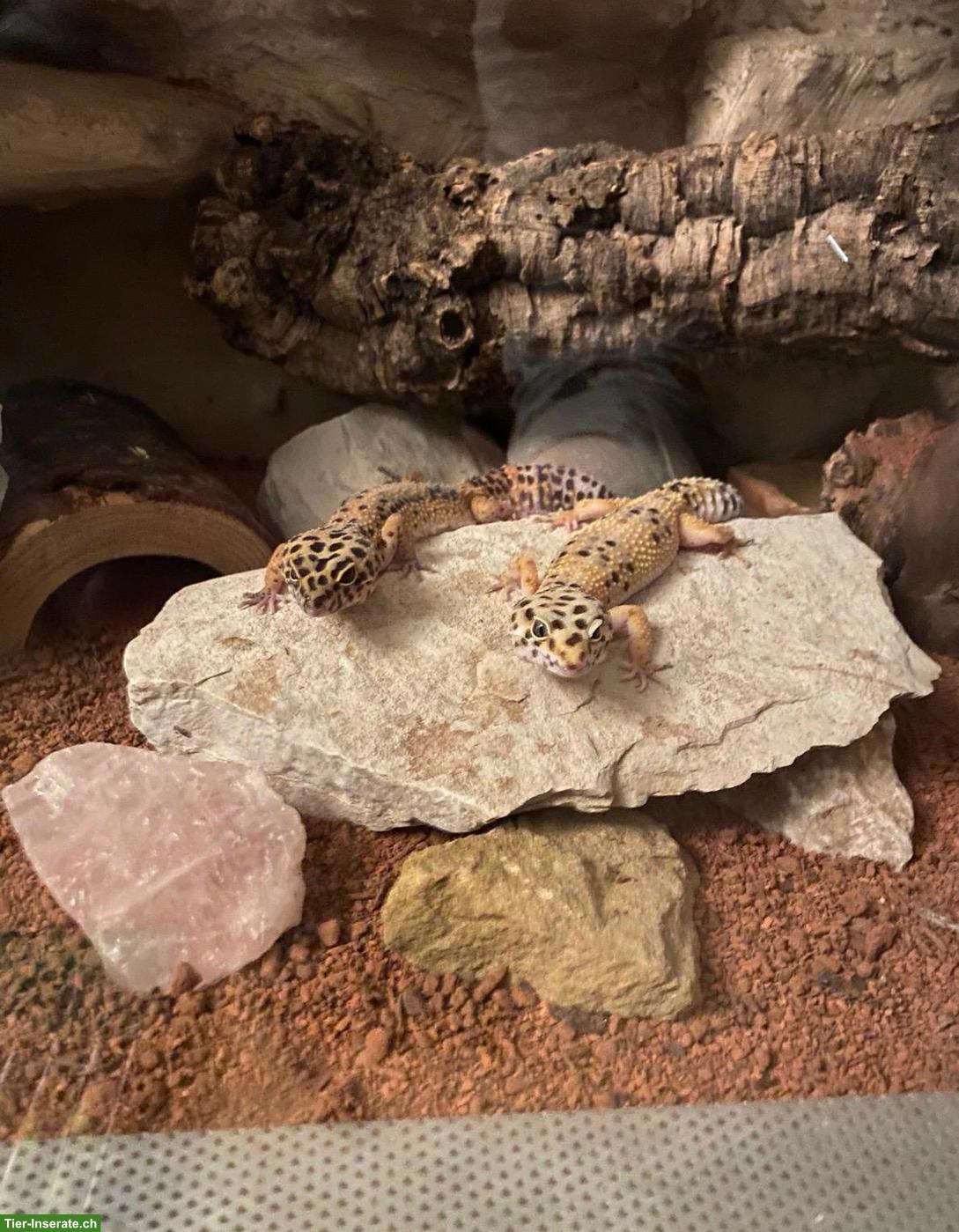 Bild 4: 2 Leopardgecko Weibchen mit komplettem Terrarium
