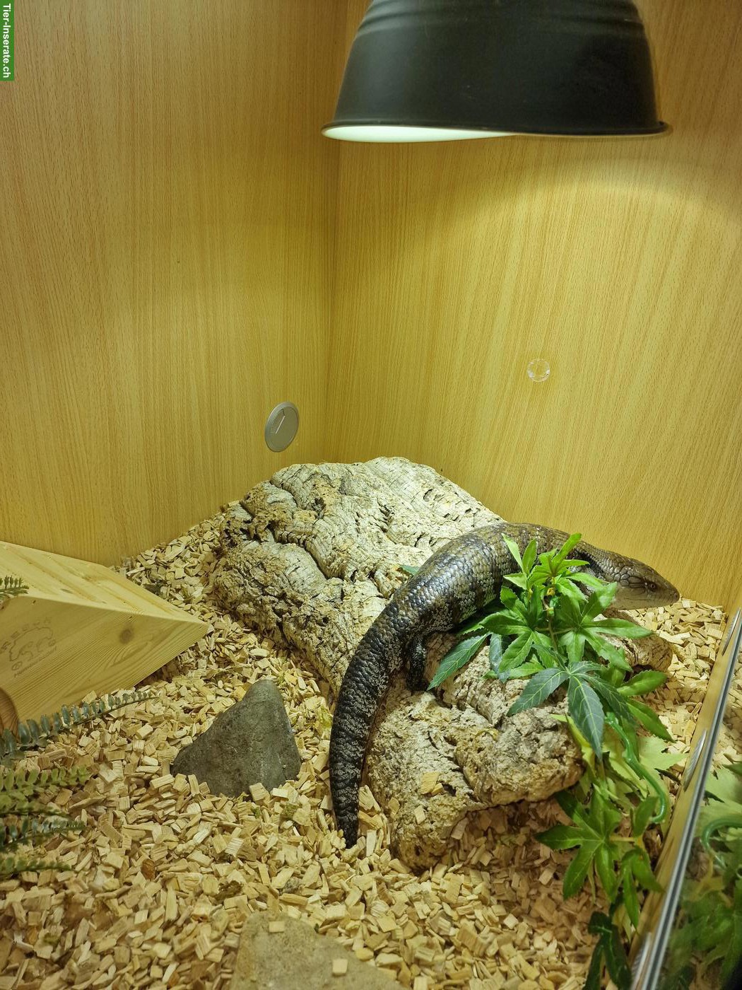 Blauzungenskink (Tiliqua scincoides) mit Terrarium