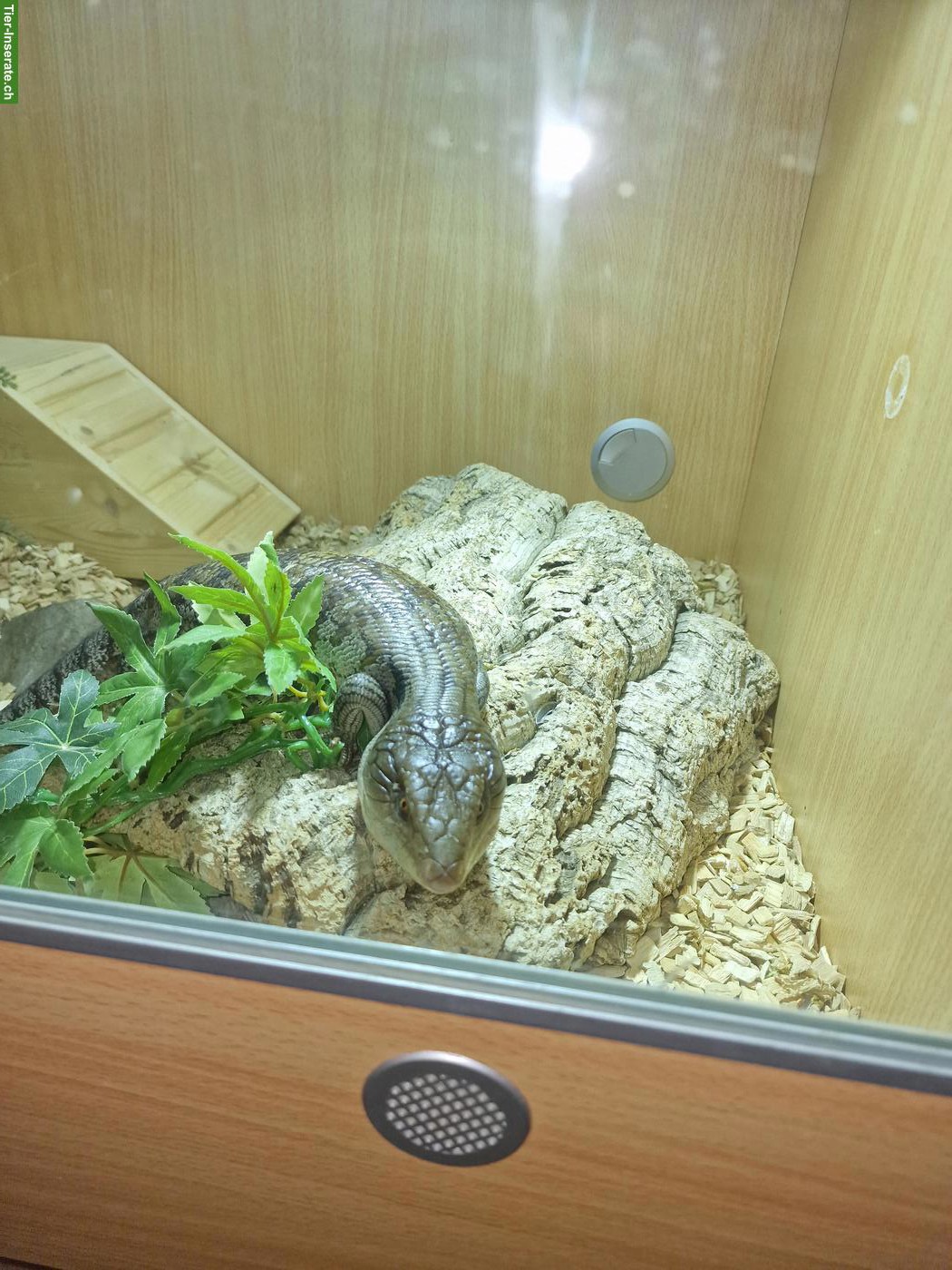 Bild 2: Blauzungenskink (Tiliqua scincoides) mit Terrarium