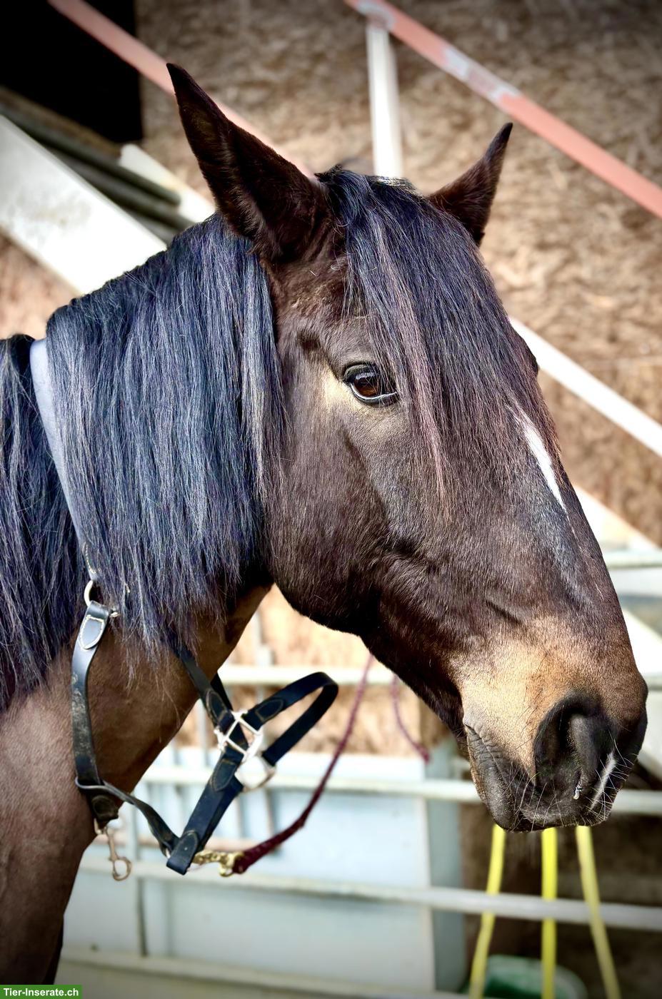 Lusitano Wallach sucht seinen Menschen