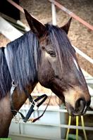 Lusitano Wallach sucht seinen Menschen