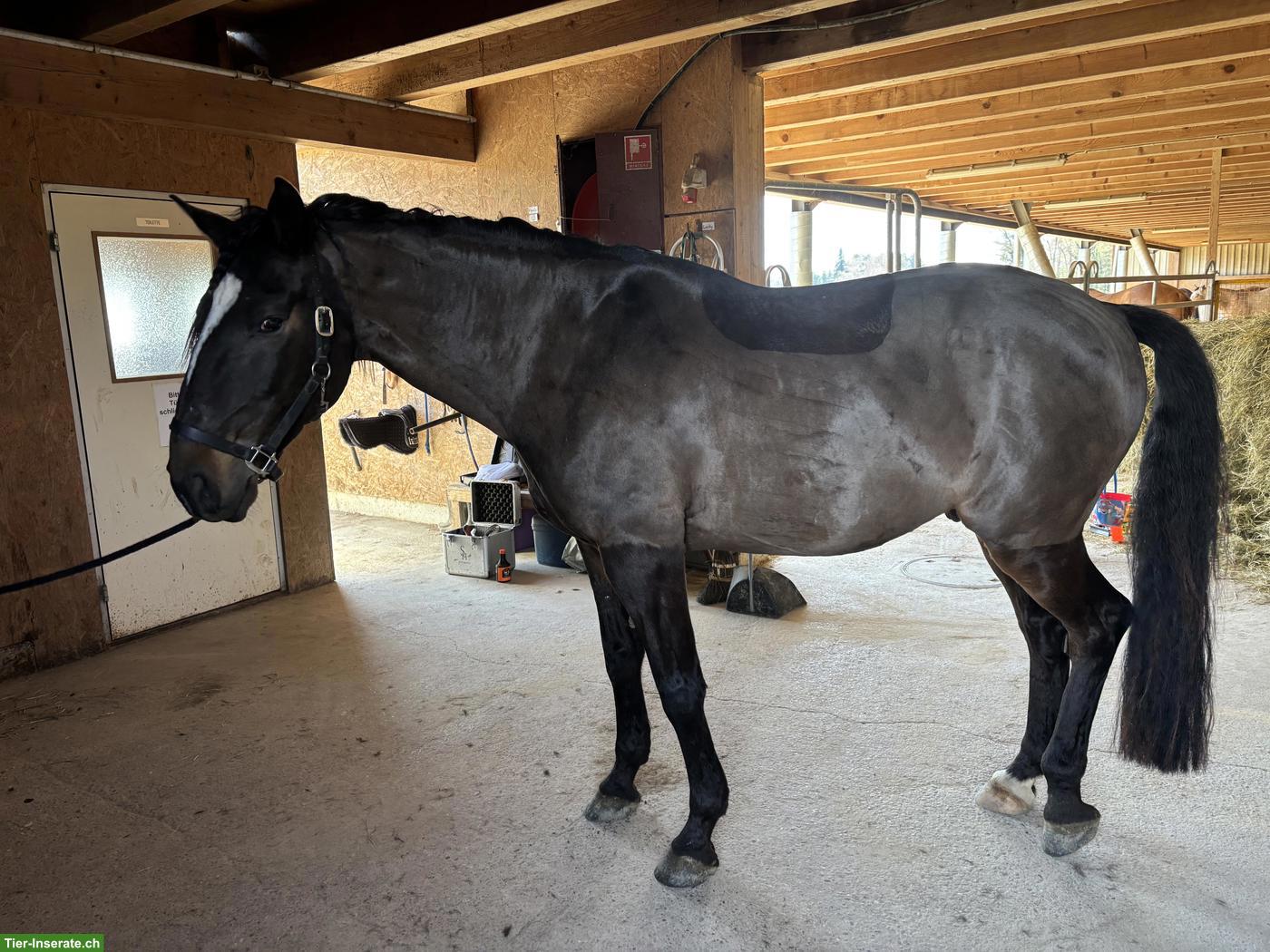 Bild 2: Lusitano Wallach sucht seinen Menschen