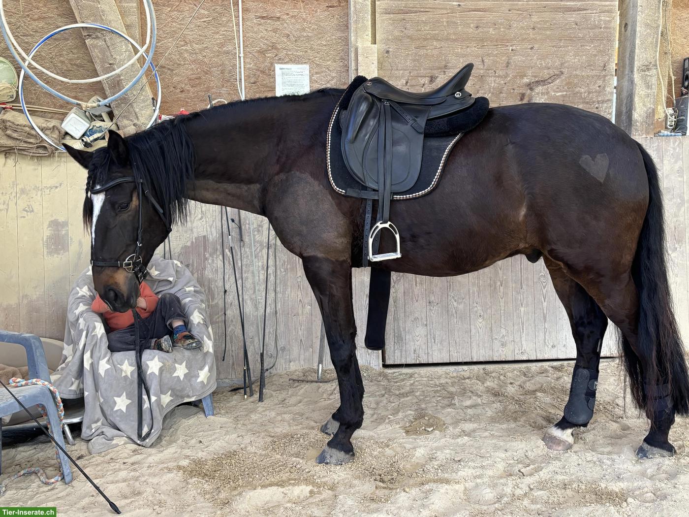 Bild 3: Lusitano Wallach sucht seinen Menschen