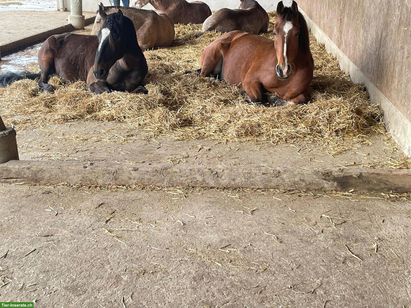 Bild 4: Lusitano Wallach sucht seinen Menschen