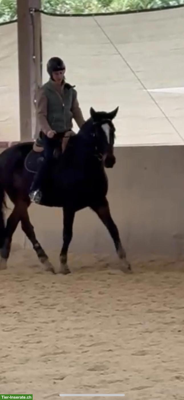 Bild 5: Lusitano Wallach sucht seinen Menschen