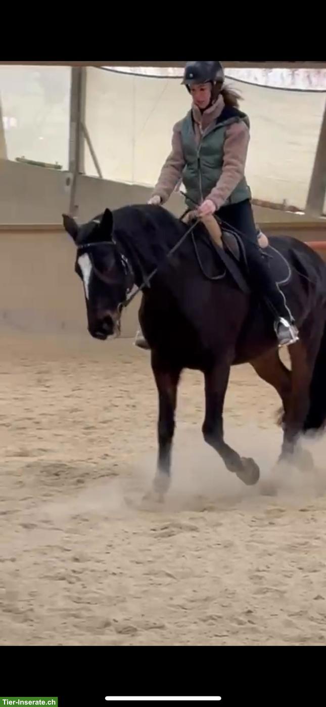 Bild 6: Lusitano Wallach sucht seinen Menschen