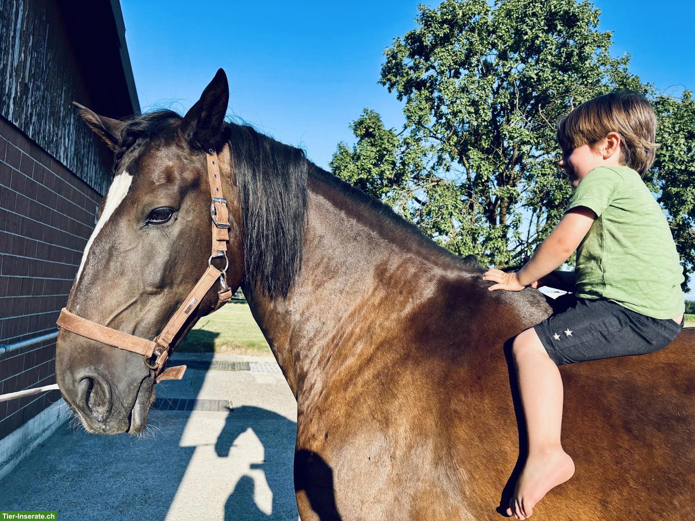 Bild 7: Lusitano Wallach sucht seinen Menschen