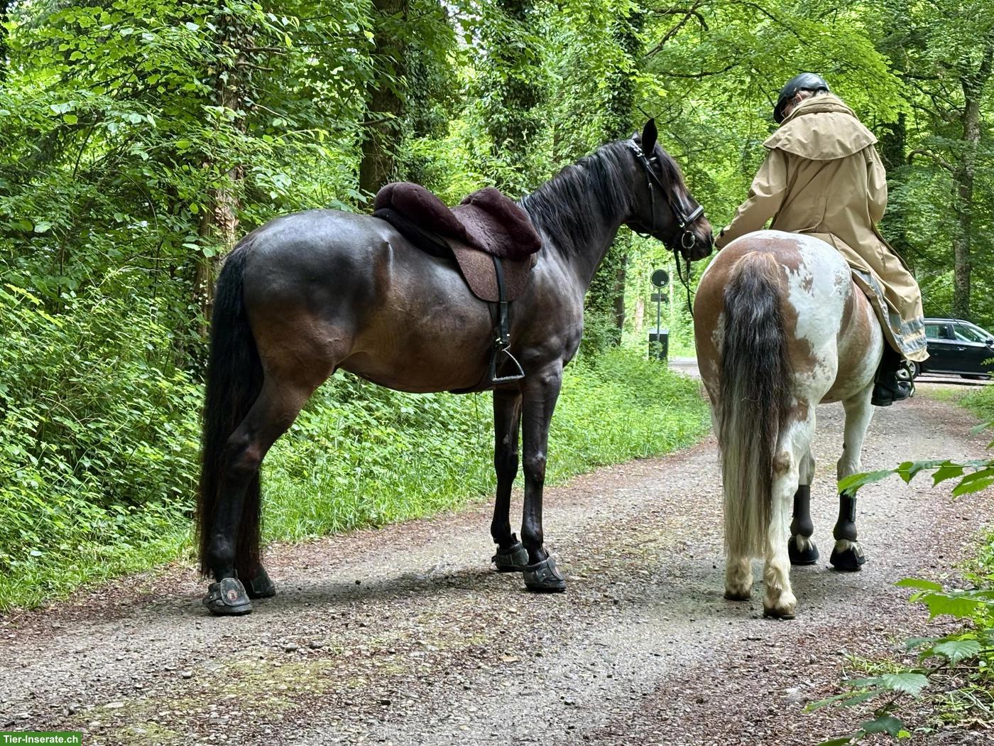 Bild 8: Lusitano Wallach sucht seinen Menschen