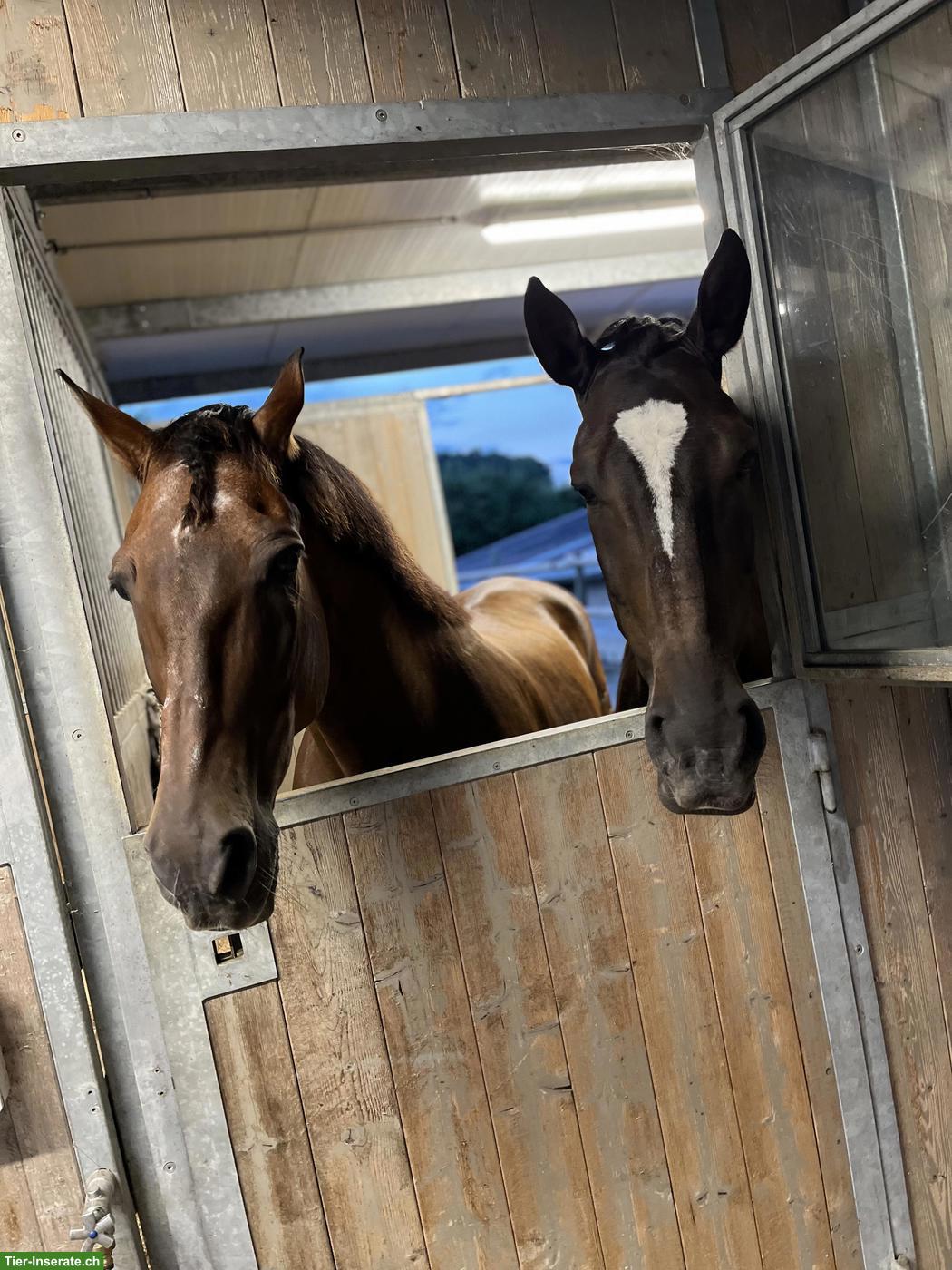 Bild 9: Lusitano Wallach sucht seinen Menschen