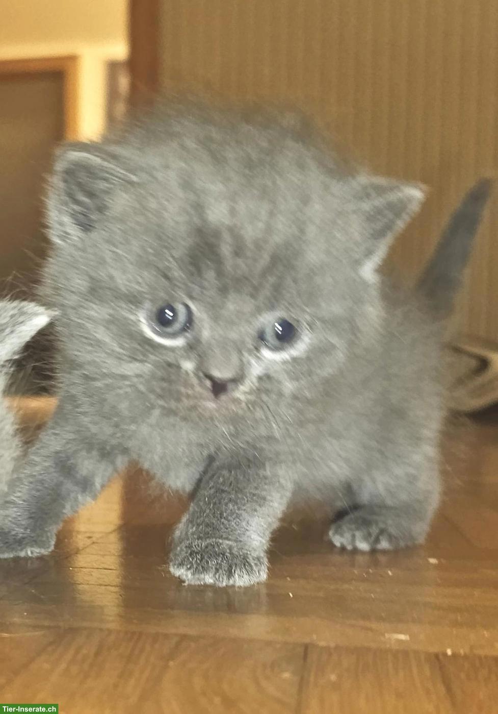 Kuschelige BKH Kitten zu verkaufen