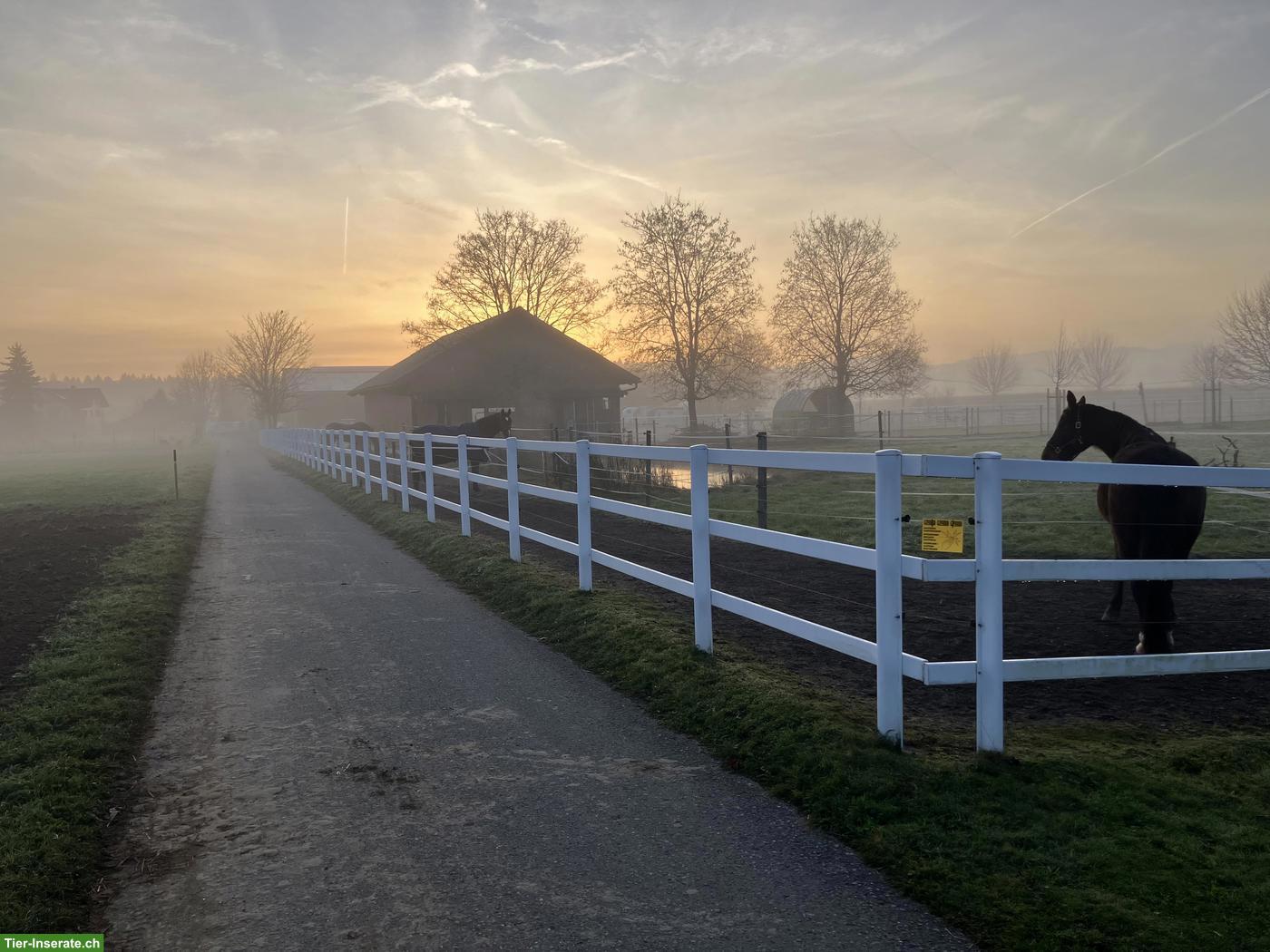Freie Pferdeboxen im Kanton Bern