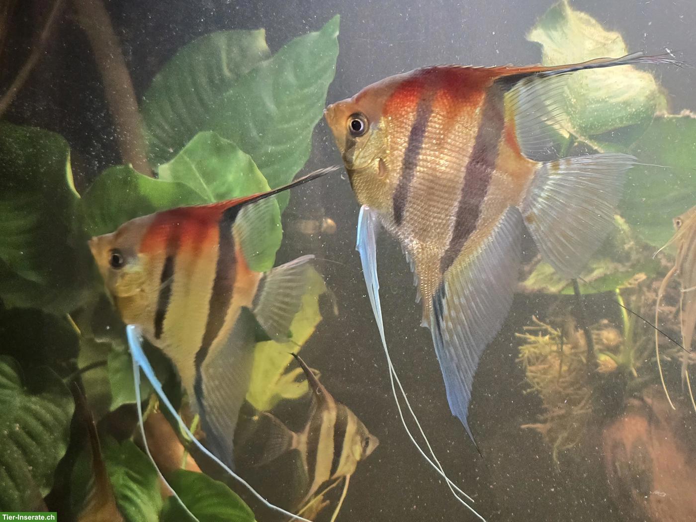 Manacapuru Rotrücken Skalare aus eigener Nachzucht