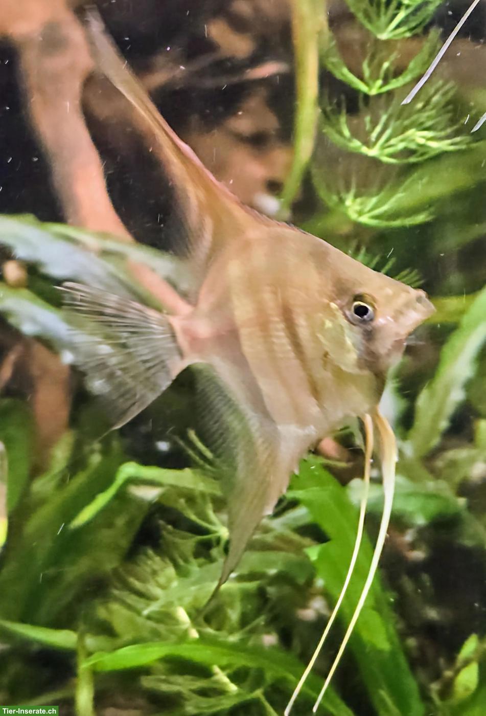 Bild 2: Manacapuru Rotrücken Skalare aus eigener Nachzucht