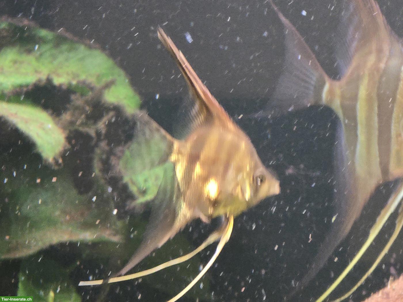 Bild 3: Manacapuru Rotrücken Skalare aus eigener Nachzucht