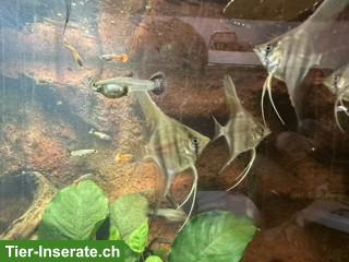 Bild 4: Manacapuru Rotrücken Skalare aus eigener Nachzucht