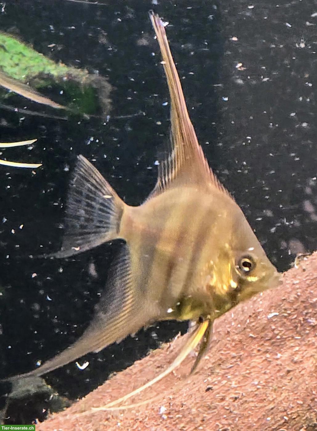Bild 5: Manacapuru Rotrücken Skalare aus eigener Nachzucht