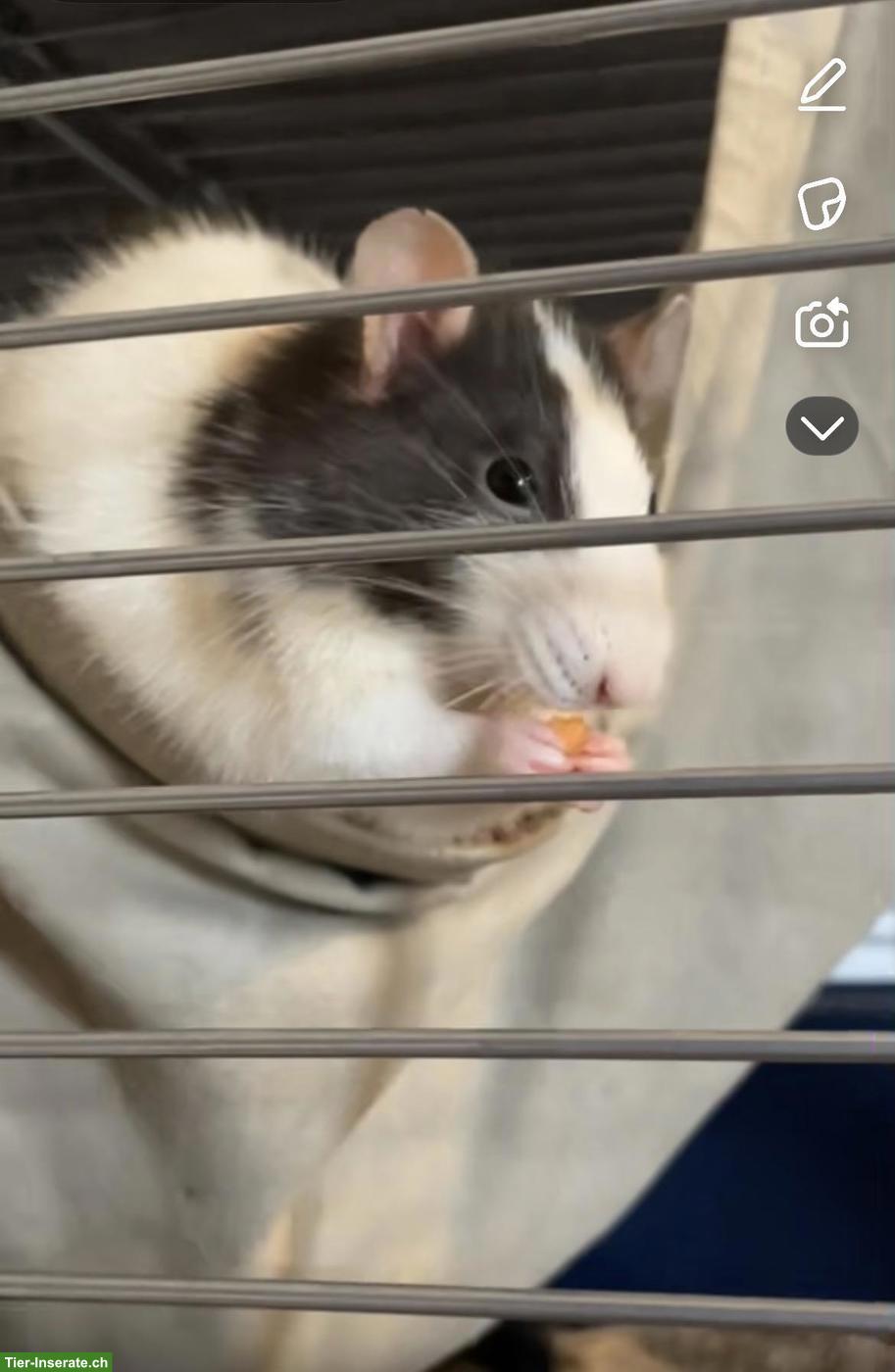 Farbratten Partnerin gesucht