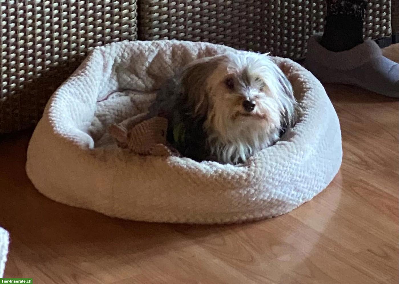 Havaneser Hündin Vicky sucht ein Zuhause mit ganz viel Herz 💛