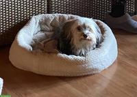 Havaneser Hündin Vicky sucht ein Zuhause mit ganz viel Herz 💛