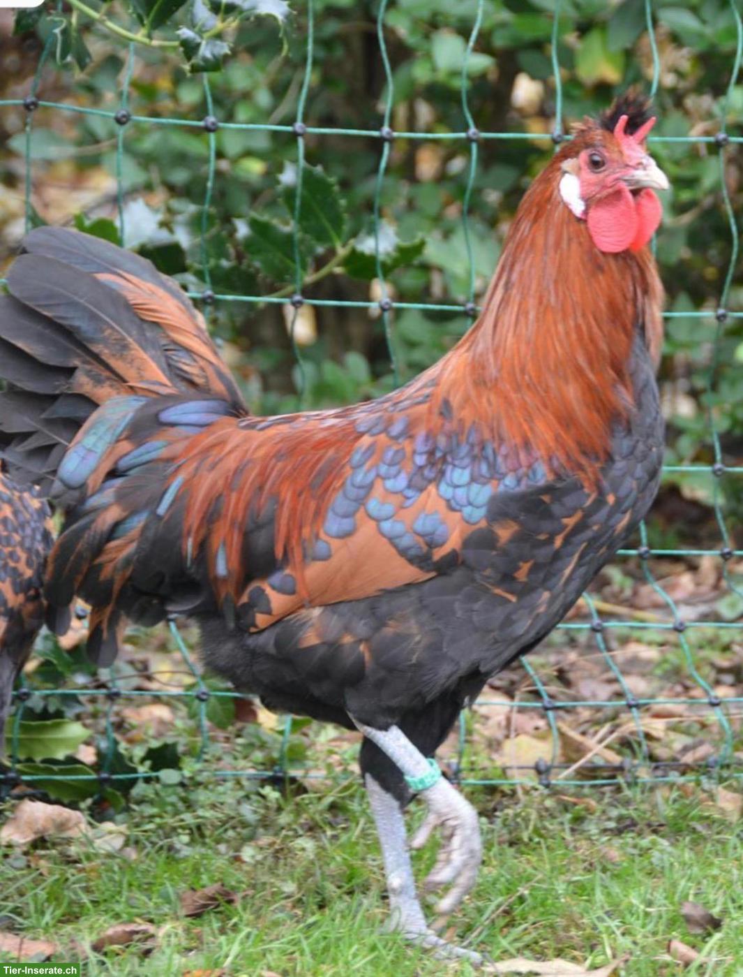 Appenzeller Spitzhauben Zuchthahn gold-schwarz-getupft