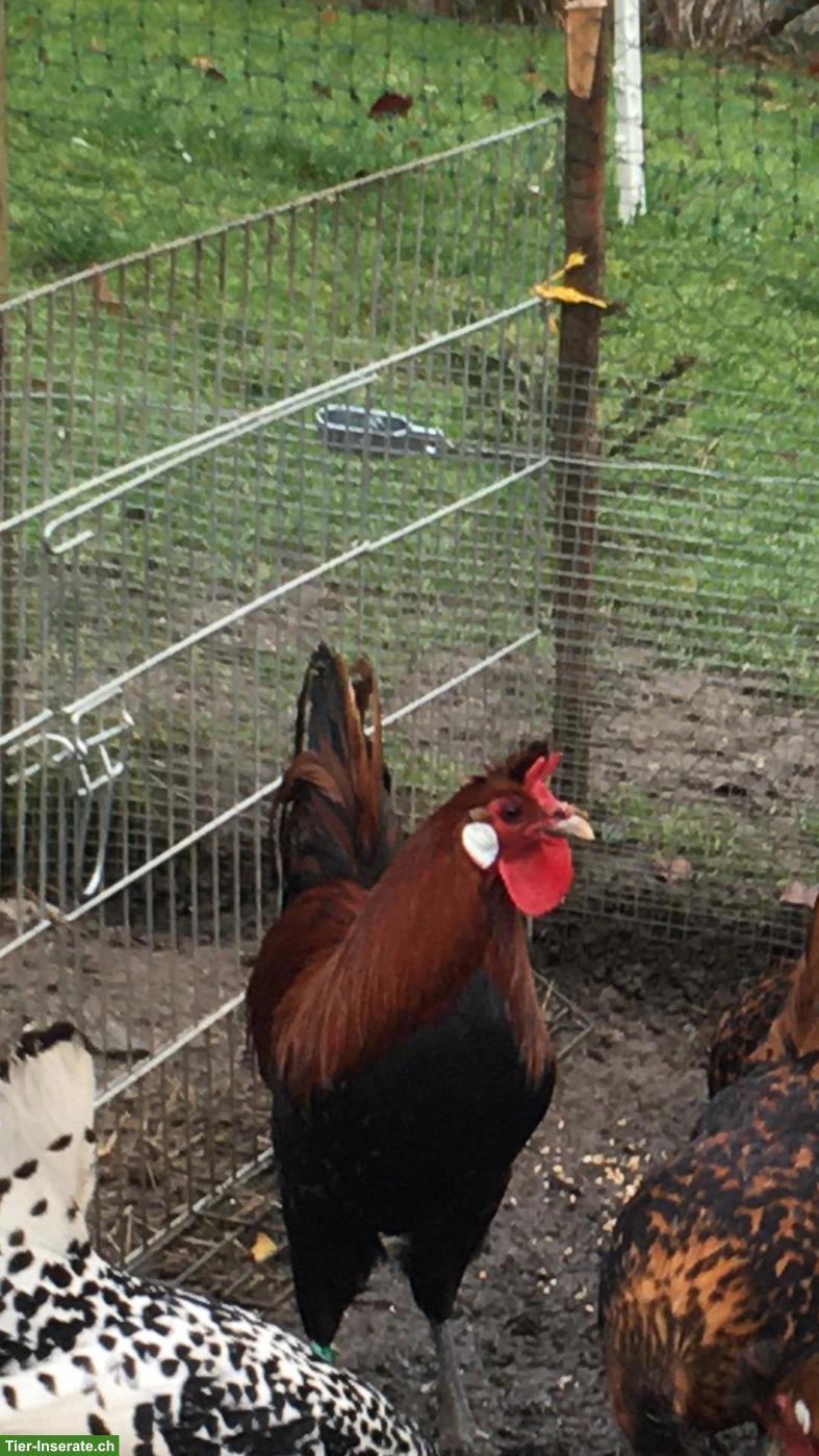 Bild 2: Appenzeller Spitzhauben Zuchthahn gold-schwarz-getupft