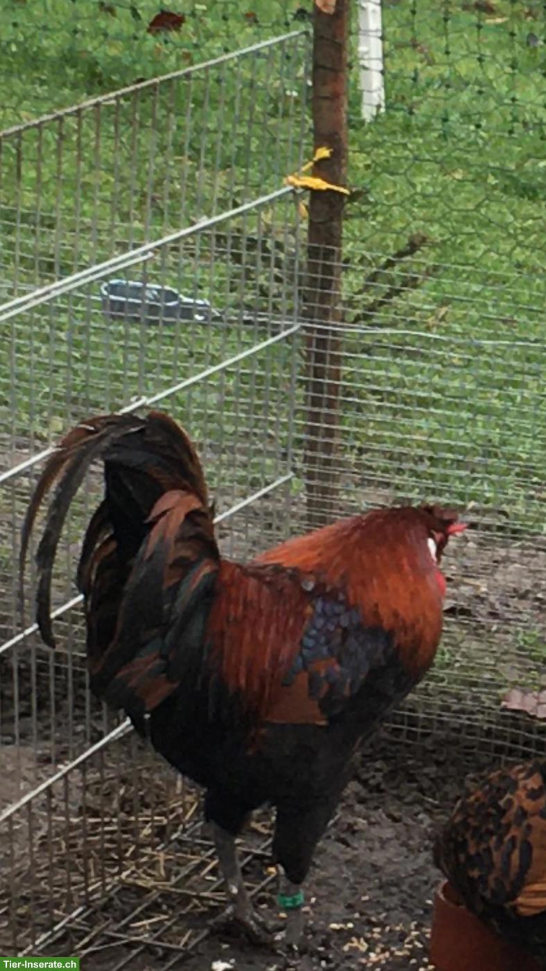 Bild 3: Appenzeller Spitzhauben Zuchthahn gold-schwarz-getupft